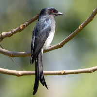 White-bellied Drongo